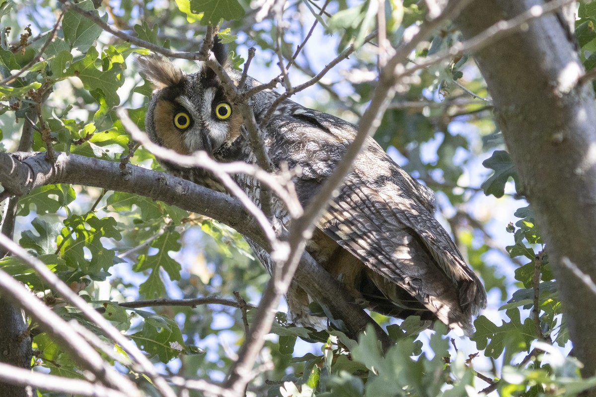 Long-eared Owl - ML610216024