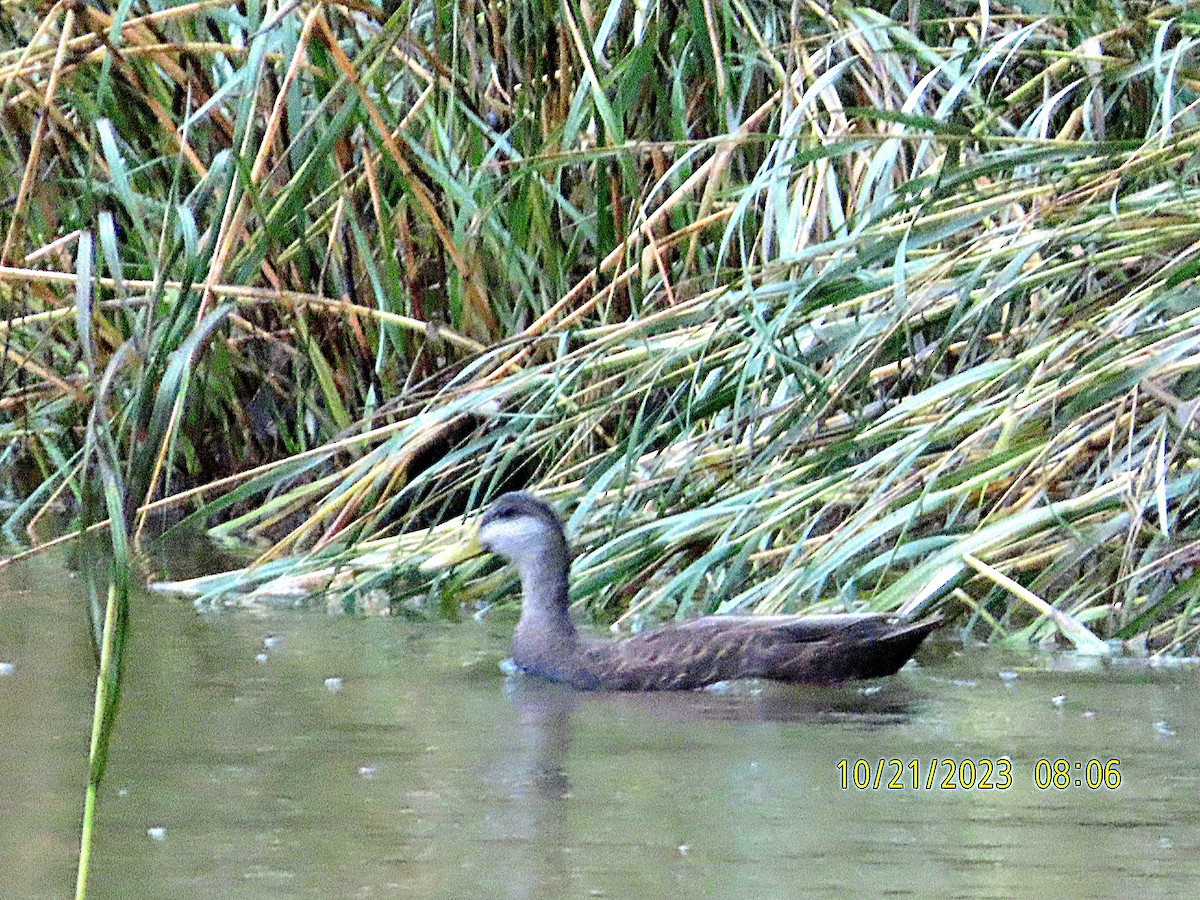 American Black Duck - ML610216101