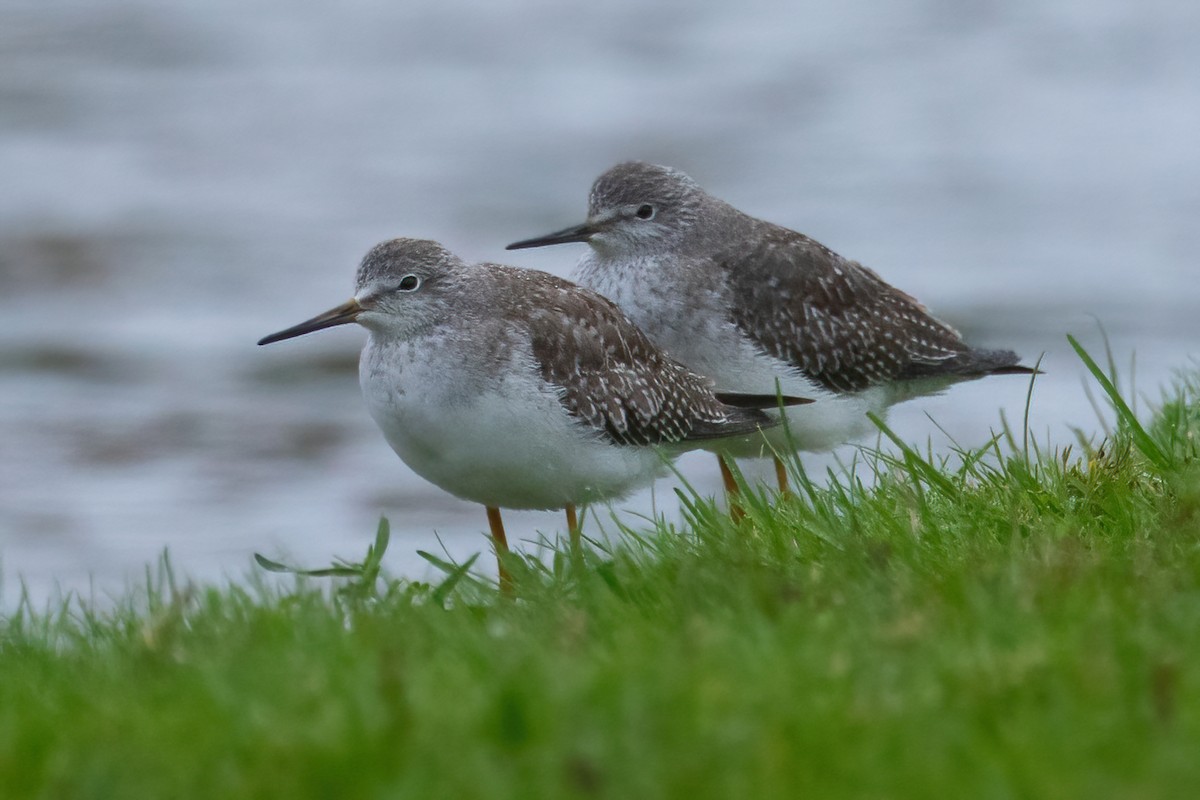 Lesser Yellowlegs - Mitch (Michel) Doucet