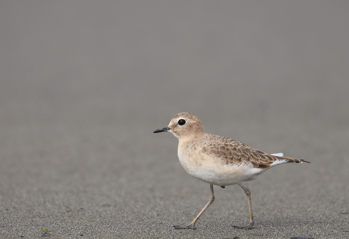 Mountain Plover - Sean McAllister