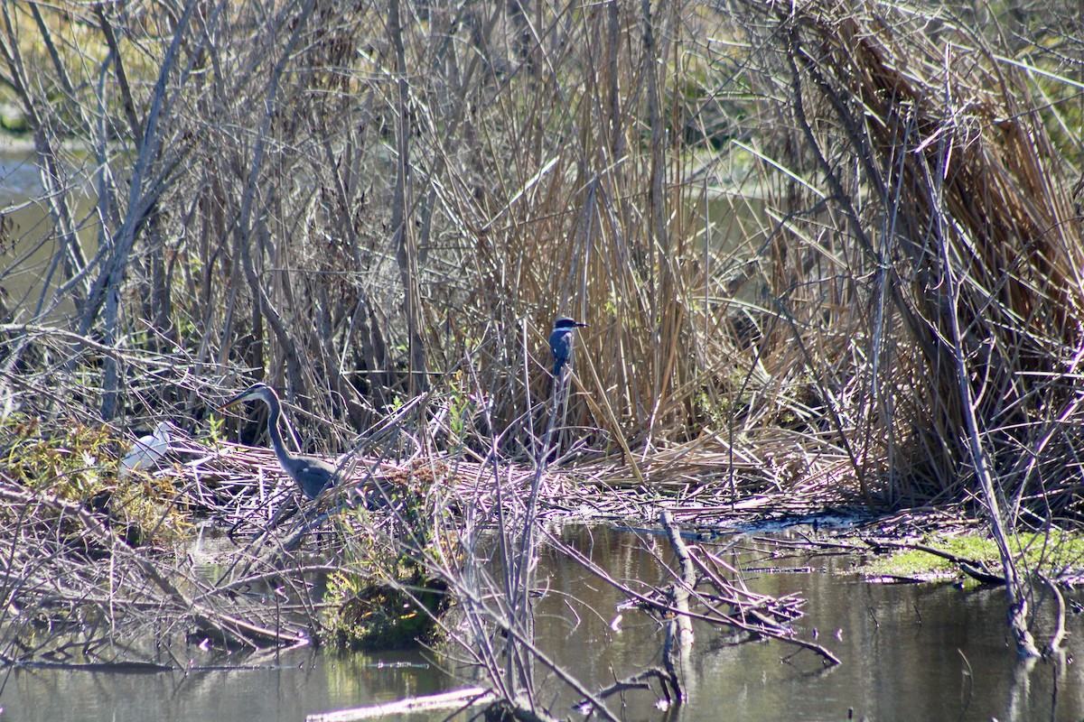 Belted Kingfisher - ML610216268