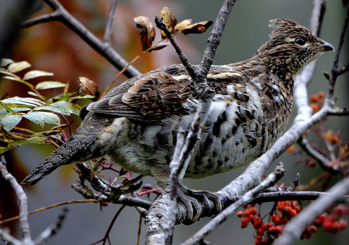 Ruffed Grouse - ML610216302