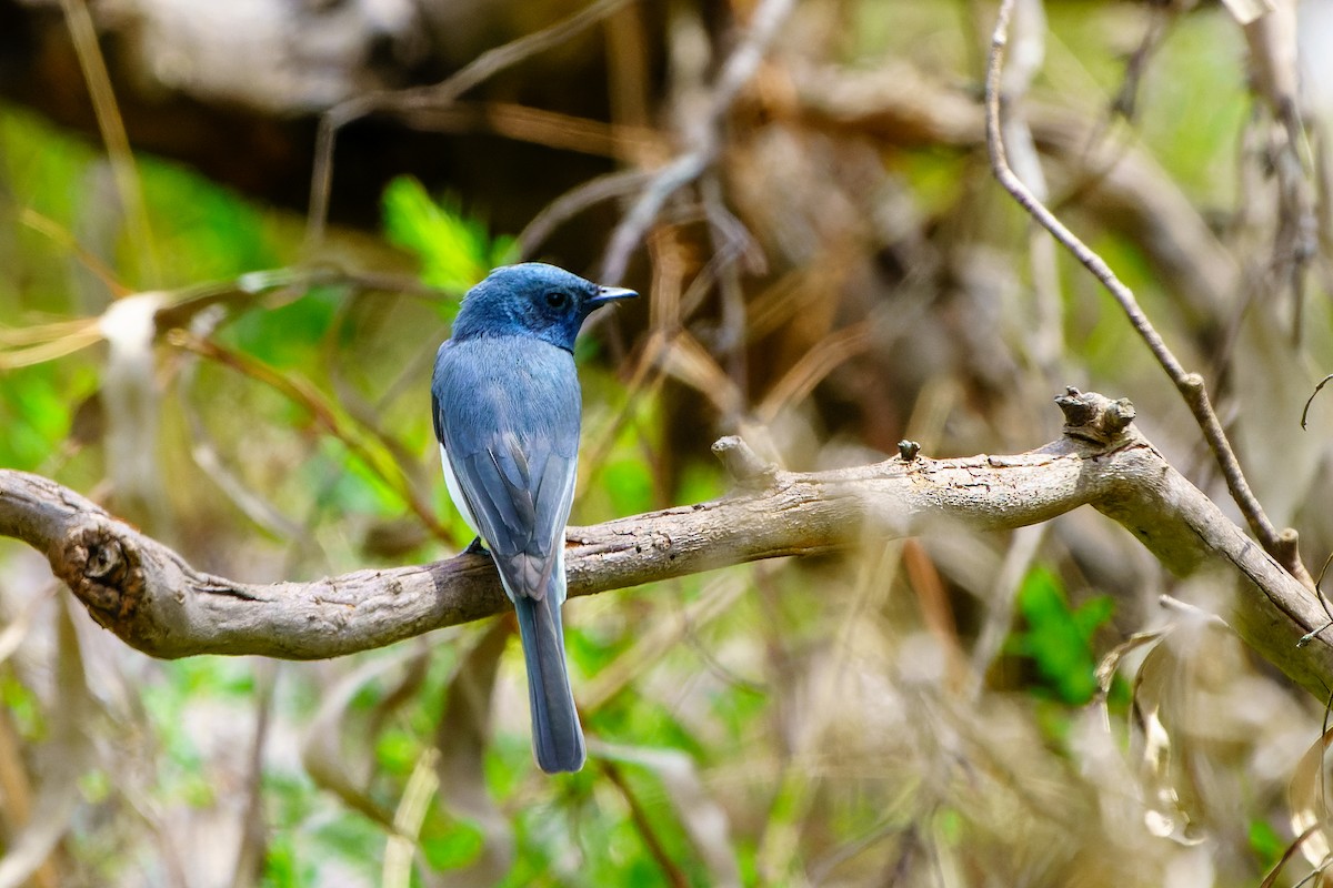 Leaden Flycatcher - ML610216303