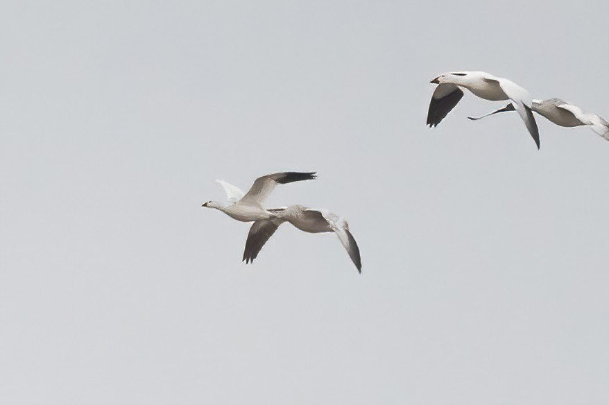 Ross's Goose - Annie Lavoie