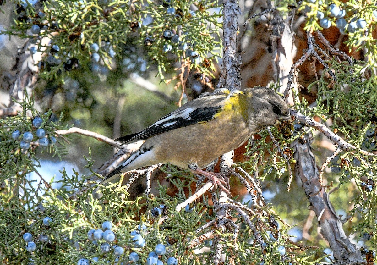 Evening Grosbeak - ML610216350