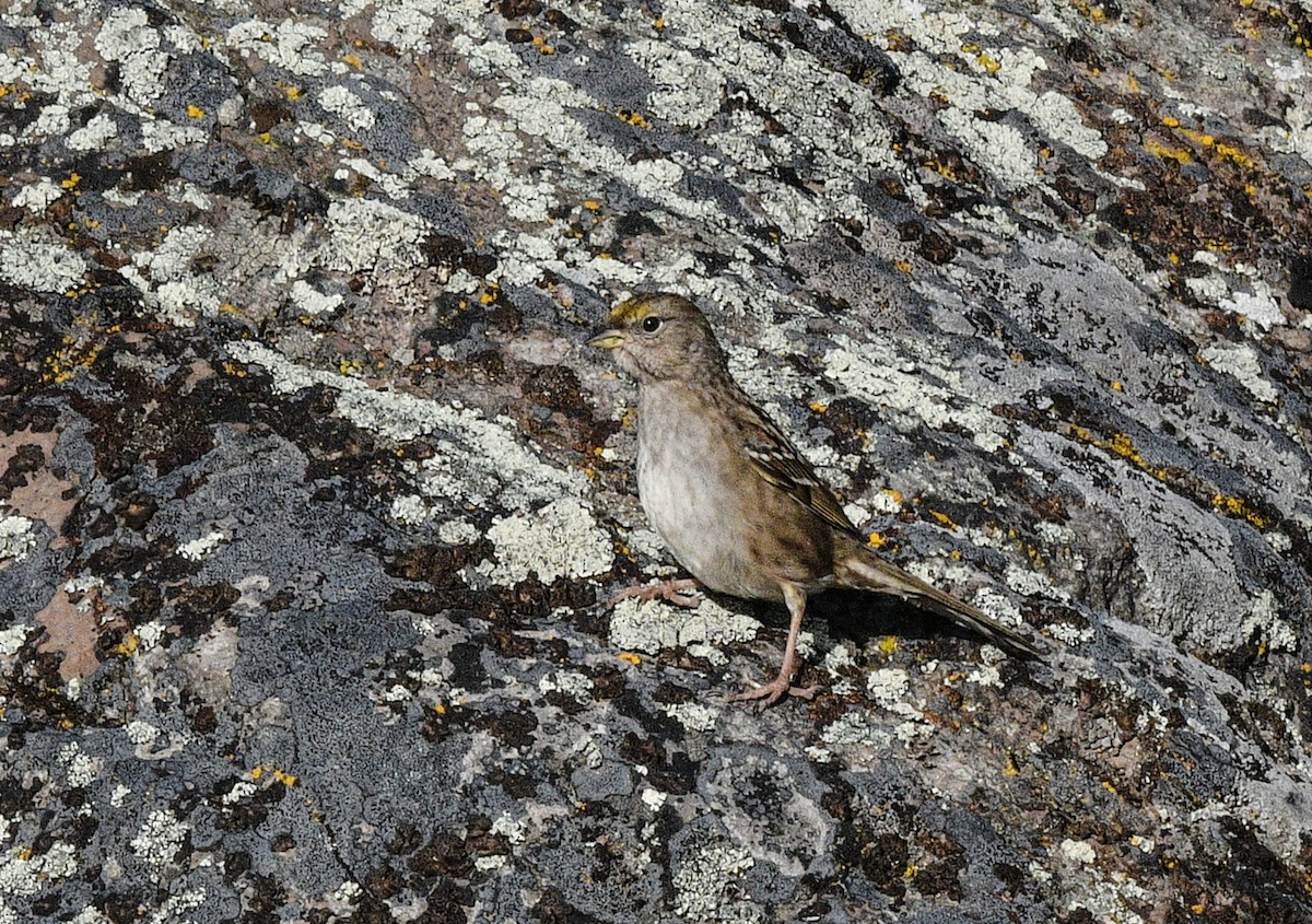 Golden-crowned Sparrow - ML610216359