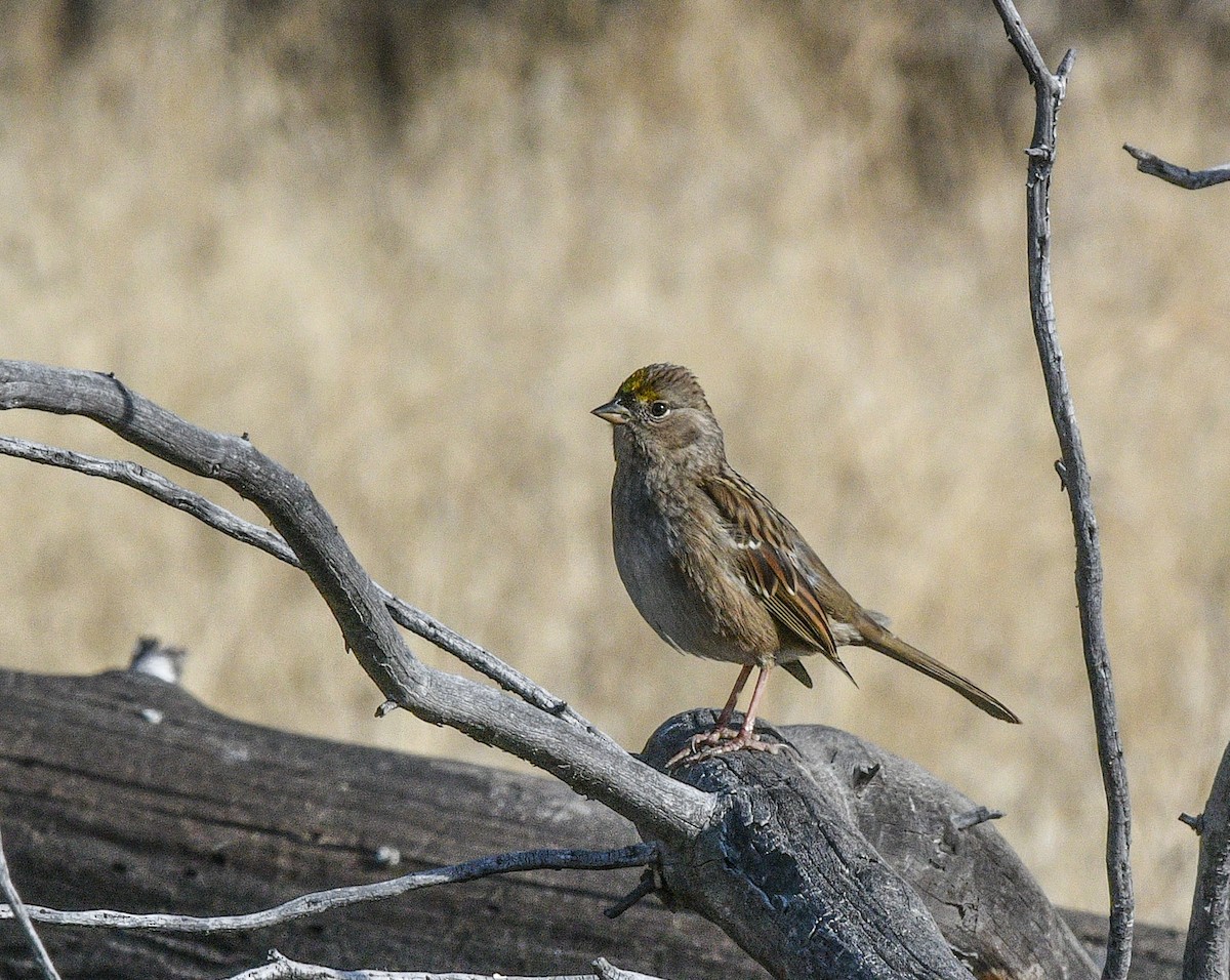 Golden-crowned Sparrow - ML610216360