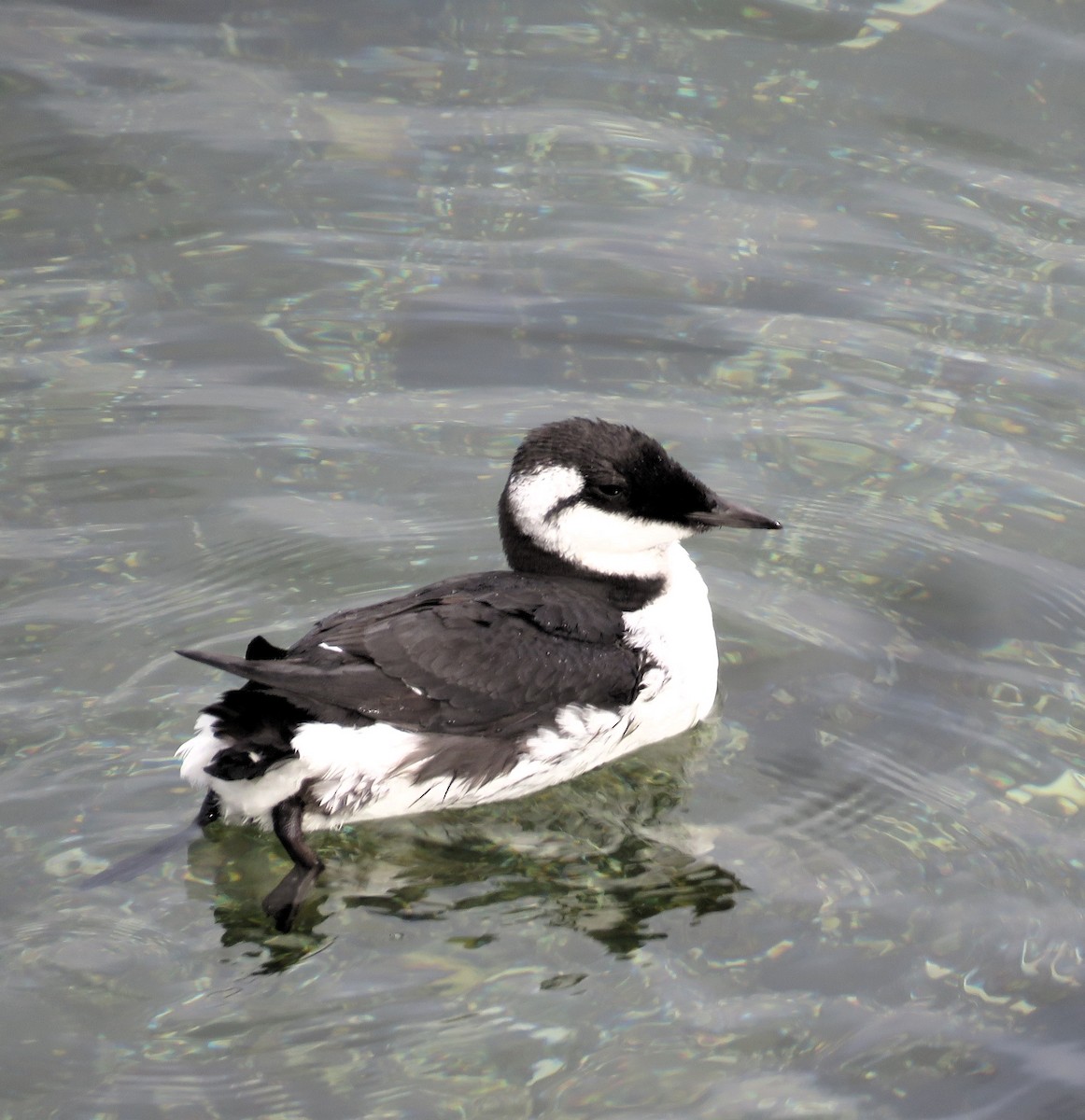 Guillemot marmette - ML610216410