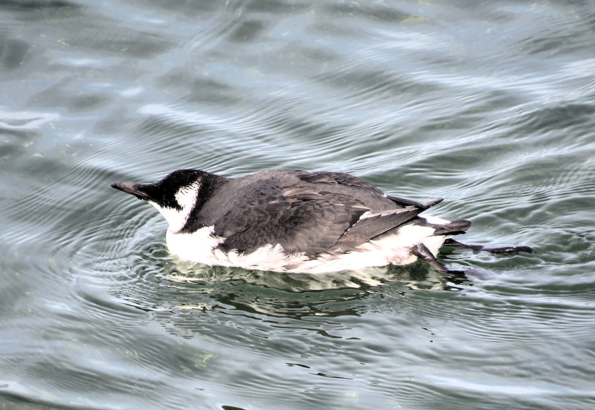 Common Murre - ML610216414