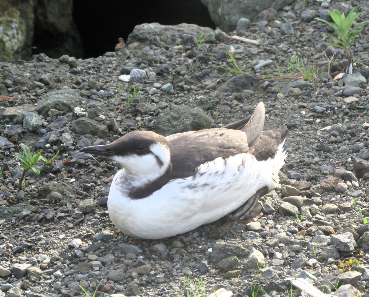 Guillemot marmette - ML610216420