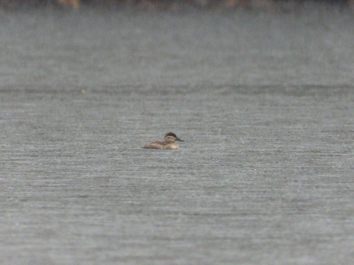 Ruddy Duck - ML610216422