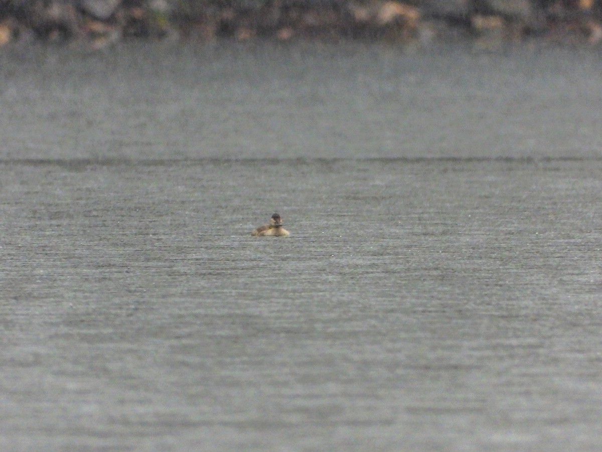 Ruddy Duck - ML610216423