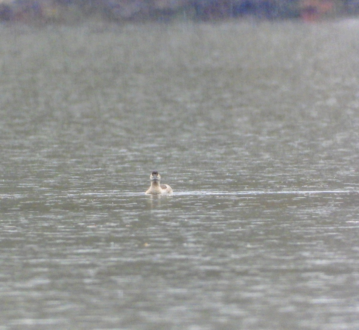 Ruddy Duck - ML610216424