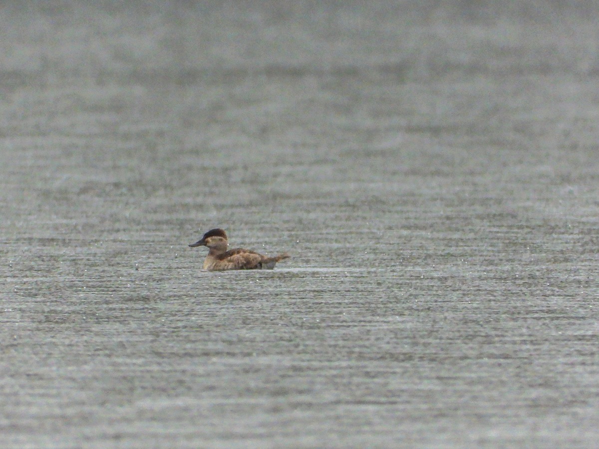 Ruddy Duck - ML610216425