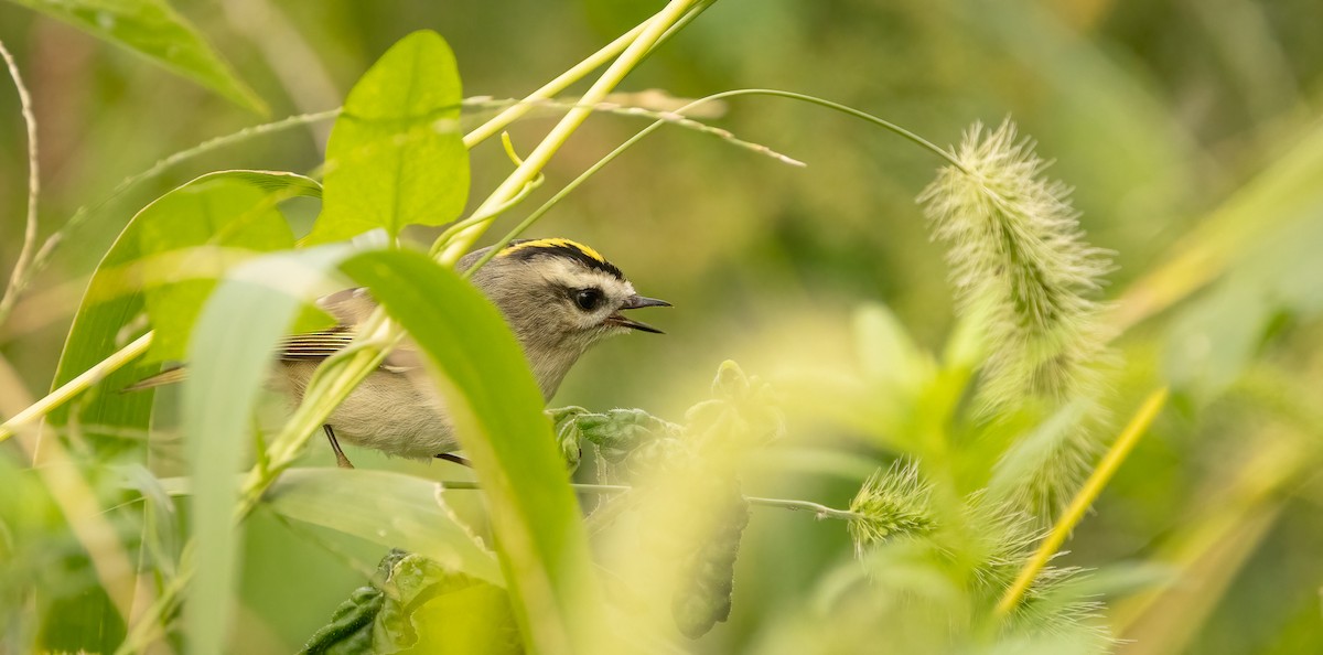 Golden-crowned Kinglet - ML610216489