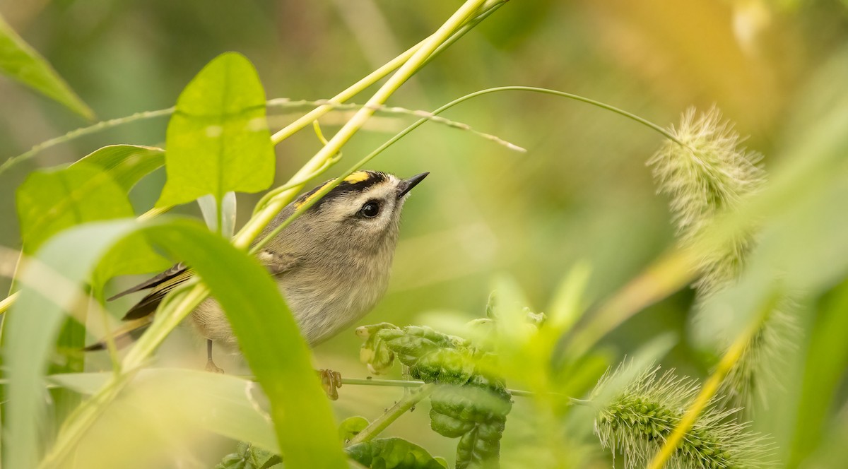 Golden-crowned Kinglet - ML610216505