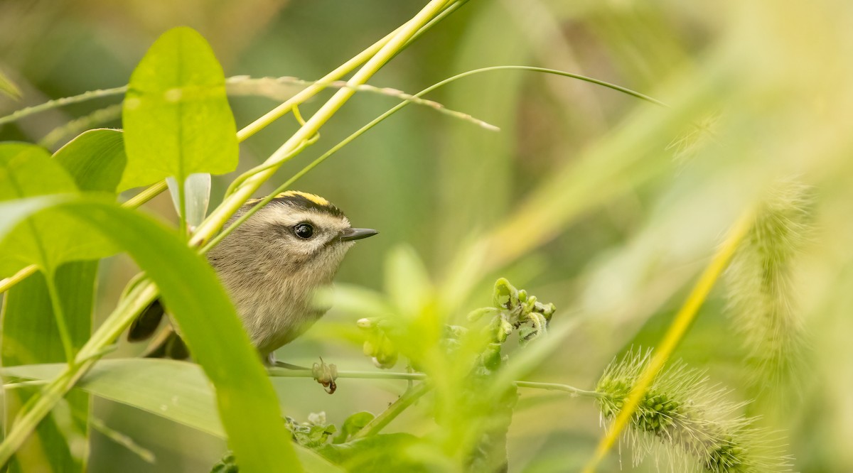 Golden-crowned Kinglet - ML610216510