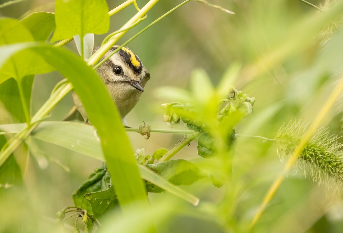 Golden-crowned Kinglet - ML610216511