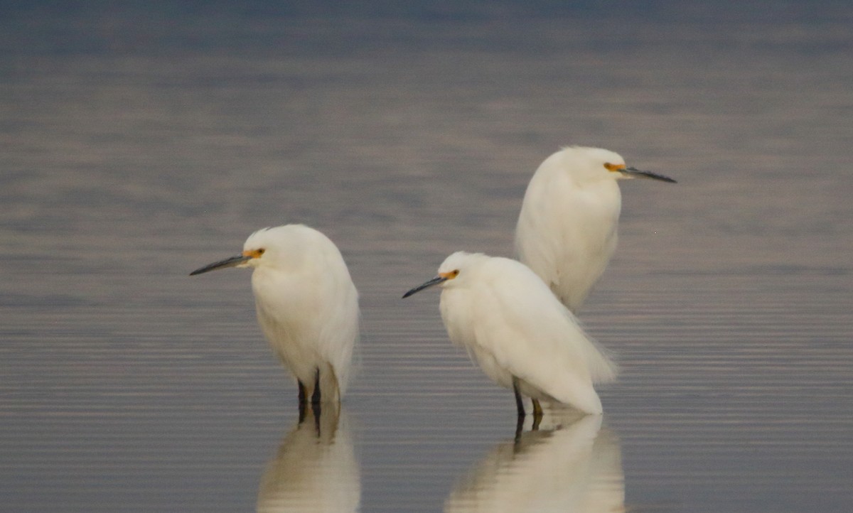 Snowy Egret - ML610216536