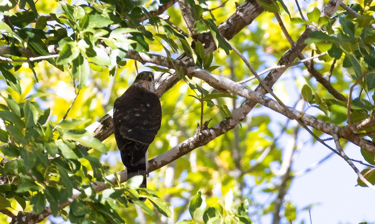 Sharp-shinned Hawk - ML610216586