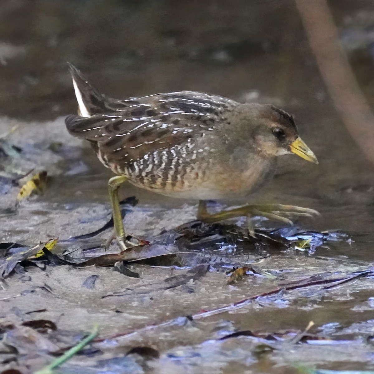 chřástal karolínský - ML610216588