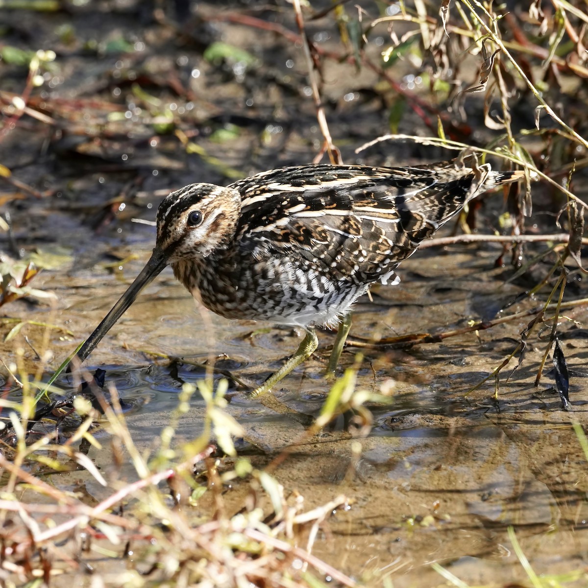 bekasina severoamerická - ML610216590