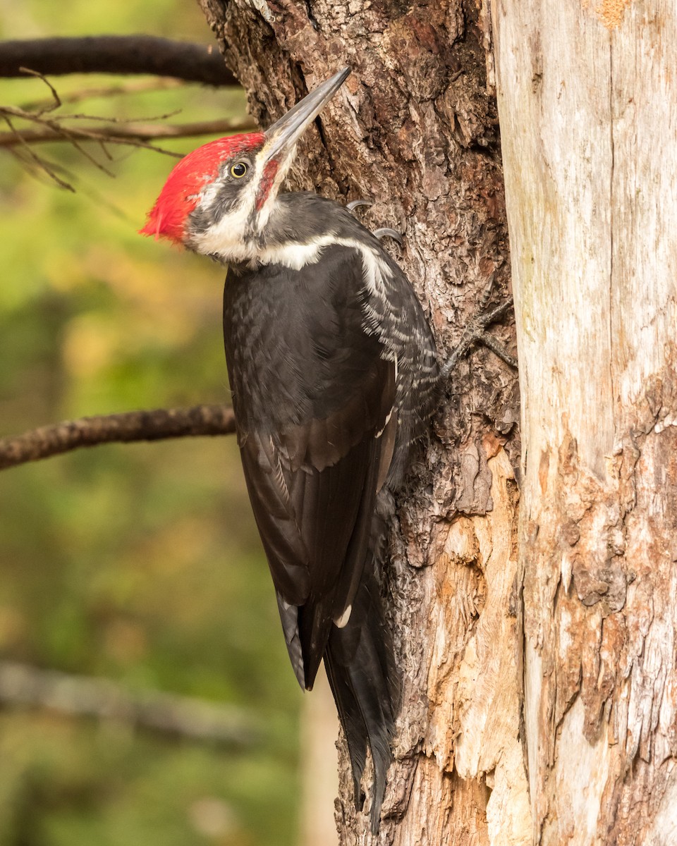 Pileated Woodpecker - ML610216603