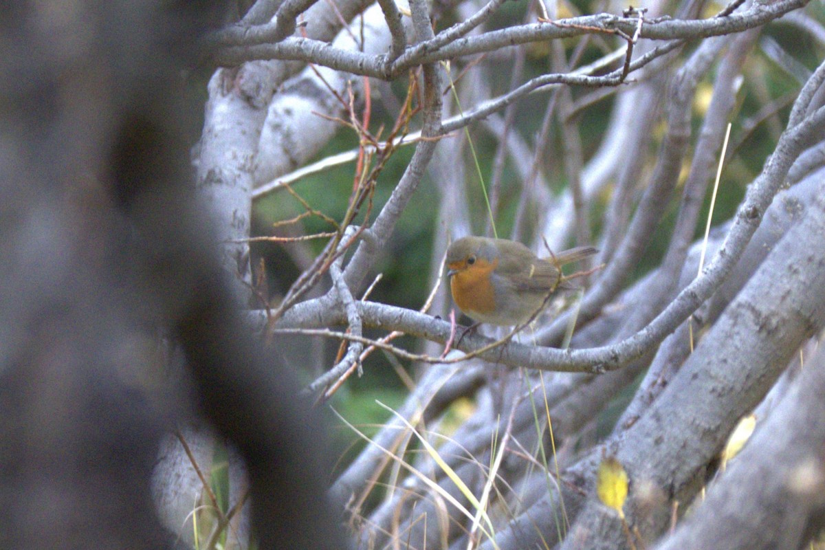 European Robin - ML610216782