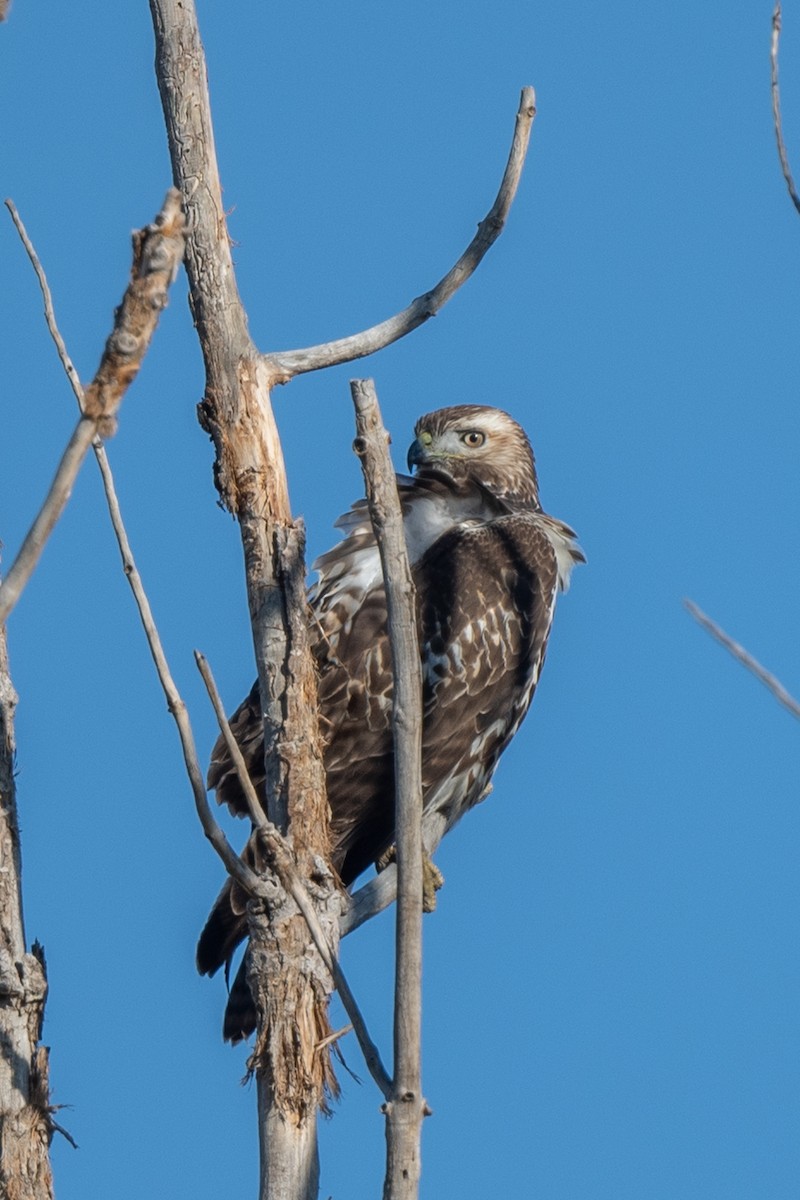 Red-tailed Hawk - ML610216879