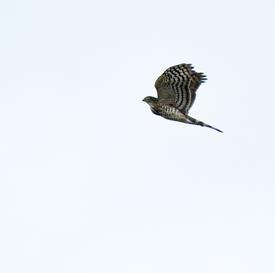 Sharp-shinned Hawk - ML610216887