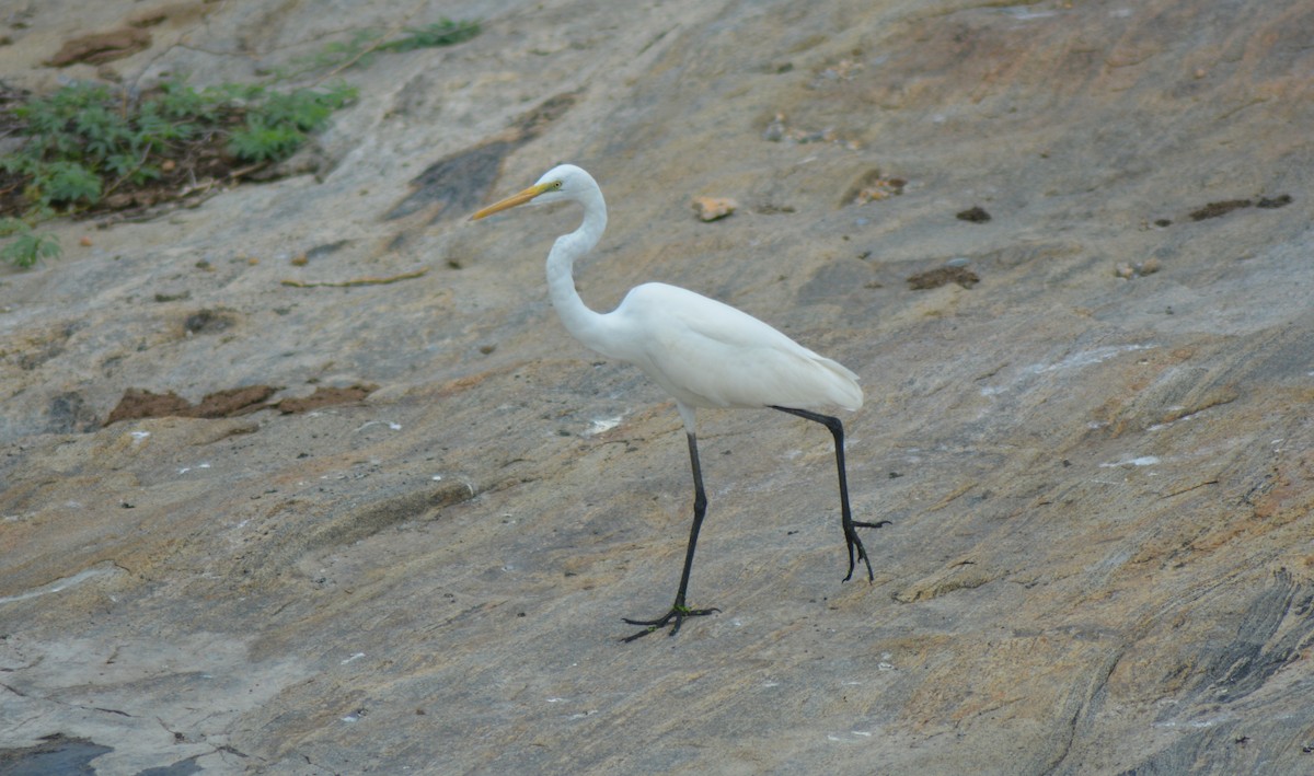 Great Egret - ML610216905