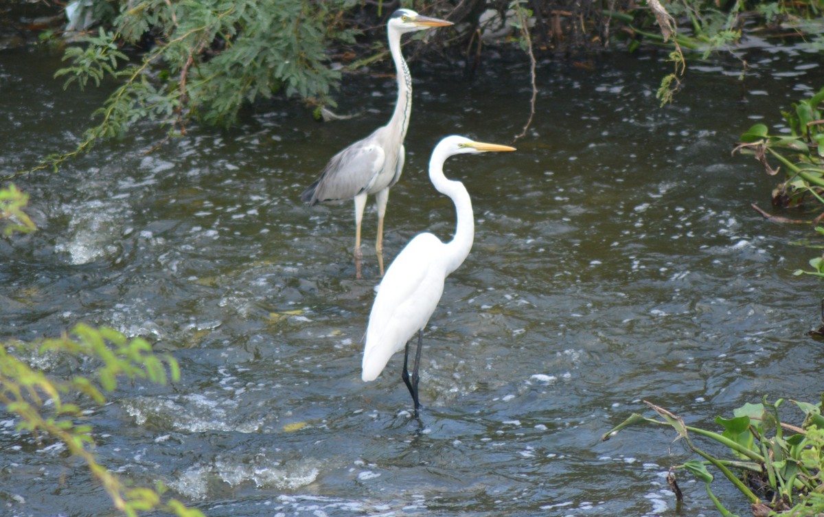 Great Egret - ML610216906