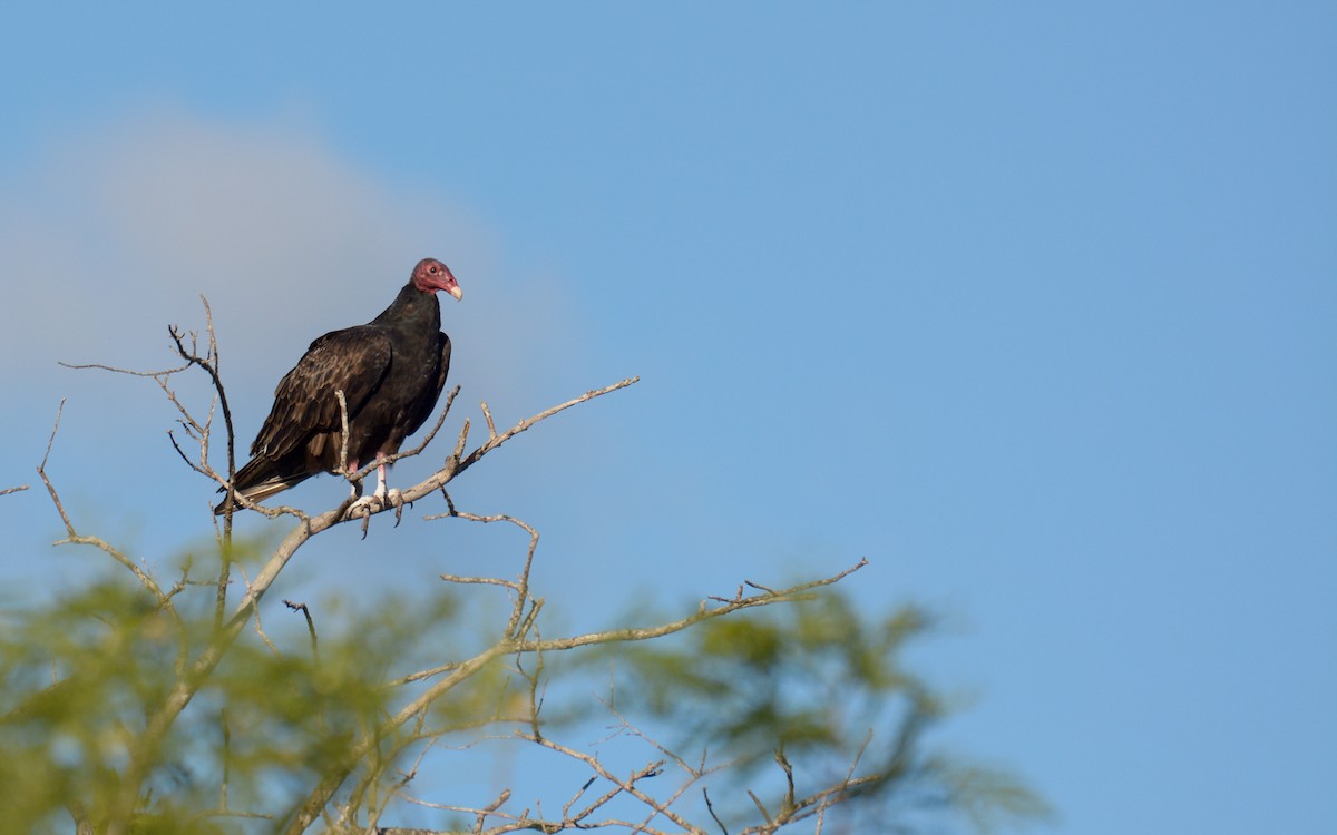 Turkey Vulture - ML610216909