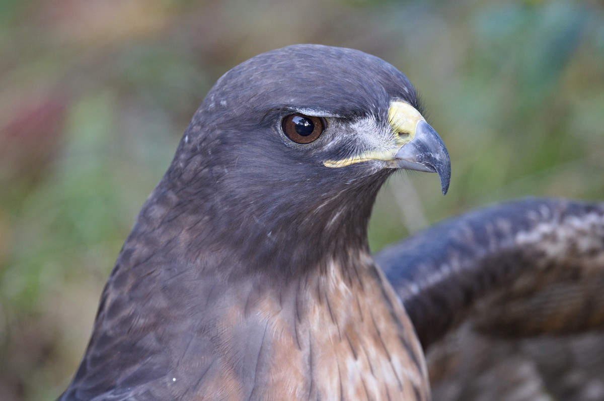 Red-tailed Hawk - Nico Stuurman