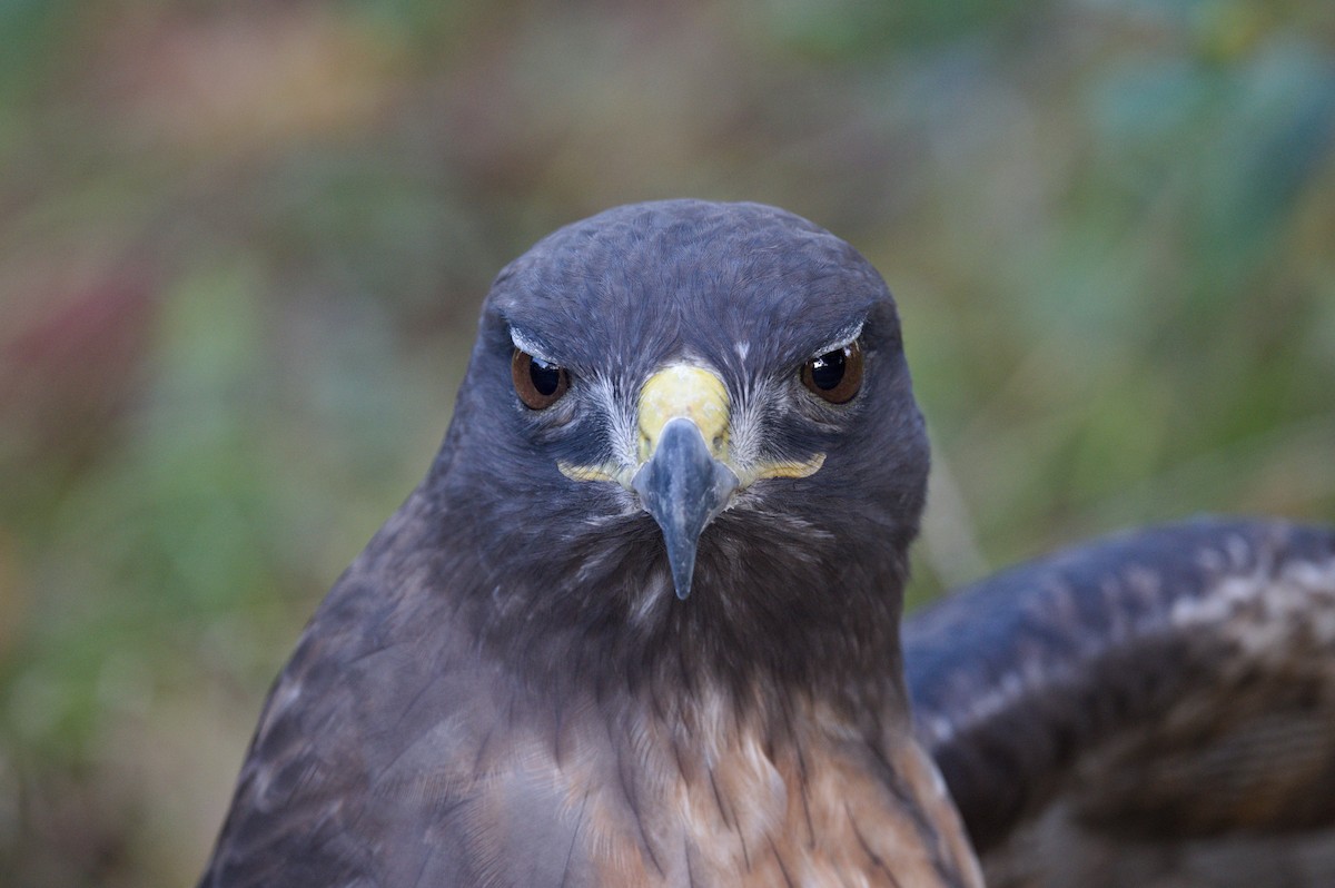 Rotschwanzbussard - ML610217002