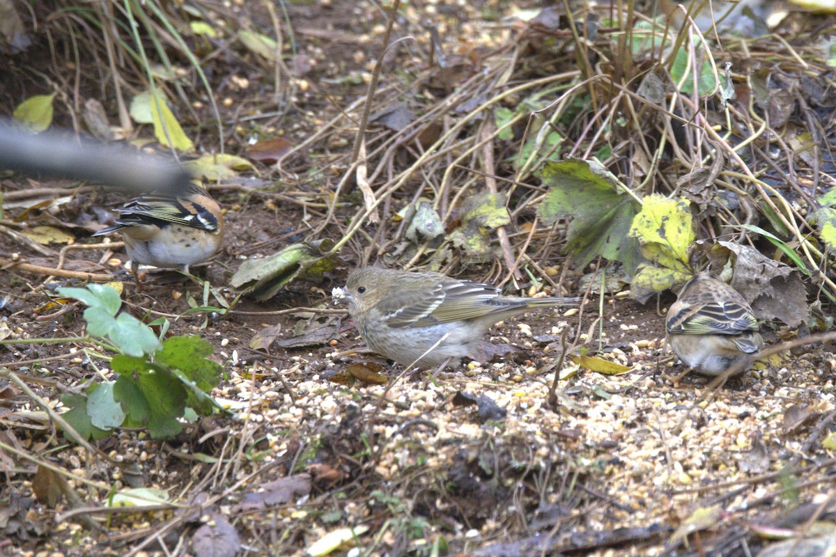 Common Rosefinch - Snæþór Aðalsteinsson