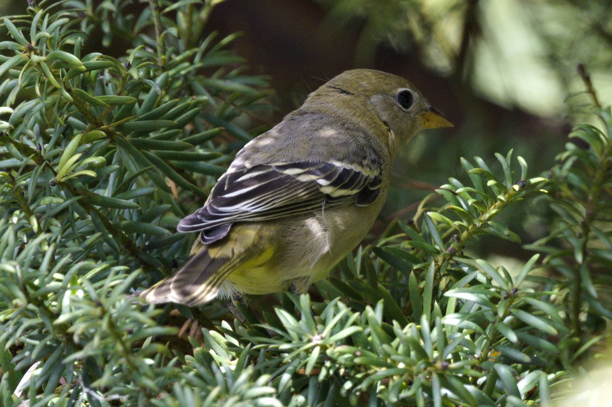 Western Tanager - Nico Stuurman