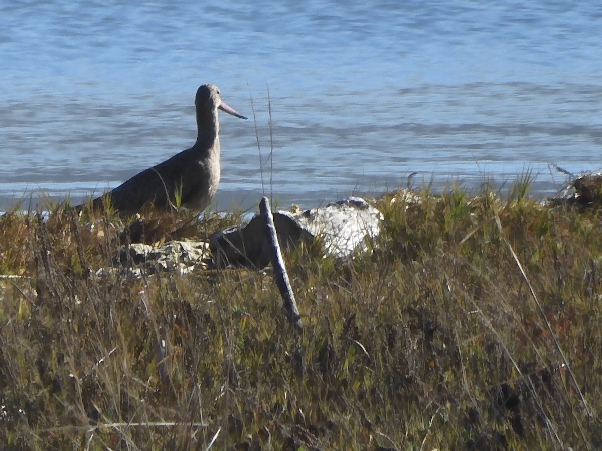 Marbled Godwit - ML610217150