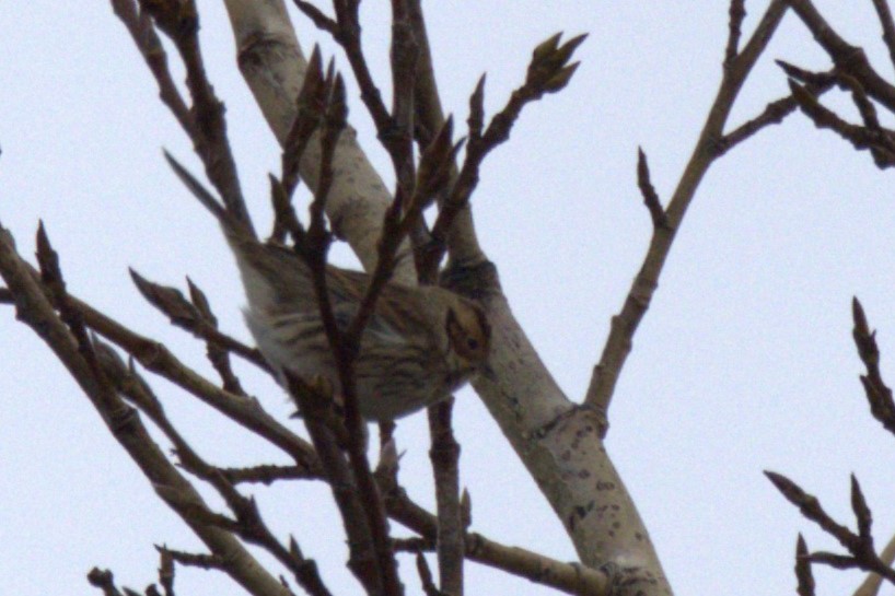 Little Bunting - ML610217168