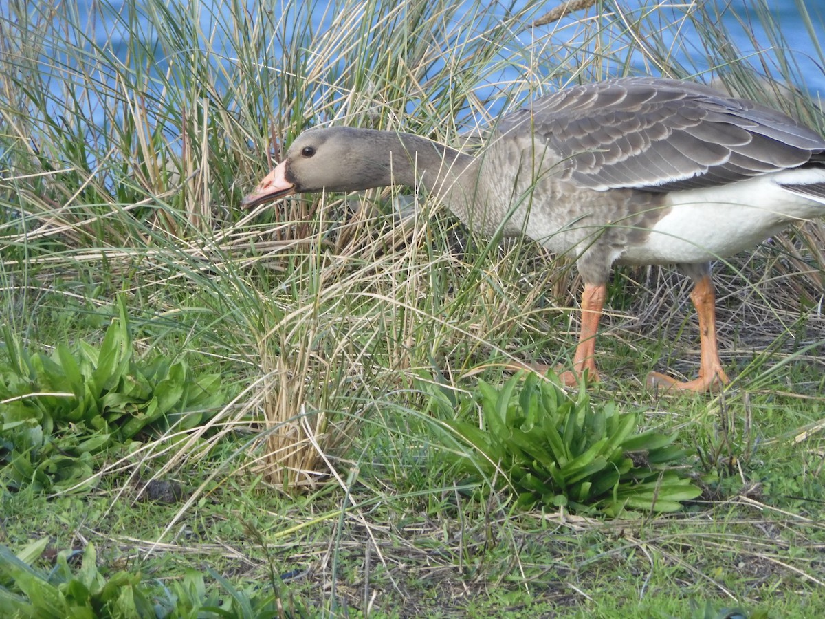 Greater White-fronted Goose - Dena Turner