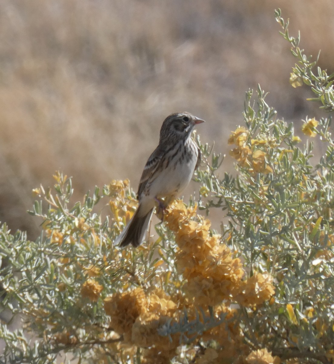 Vesper Sparrow - ML610217260