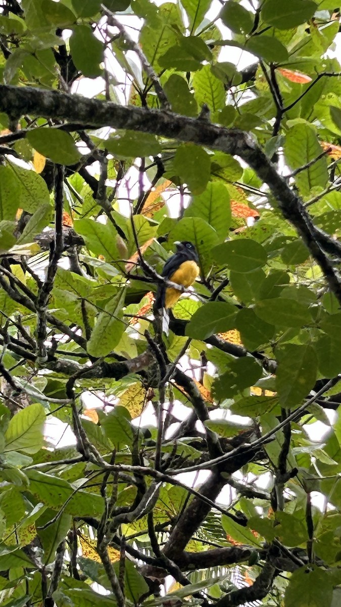 Black-headed Trogon - ML610217303