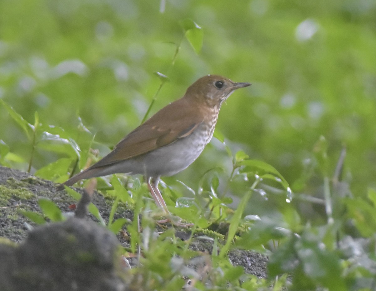 Veery - ML610217309