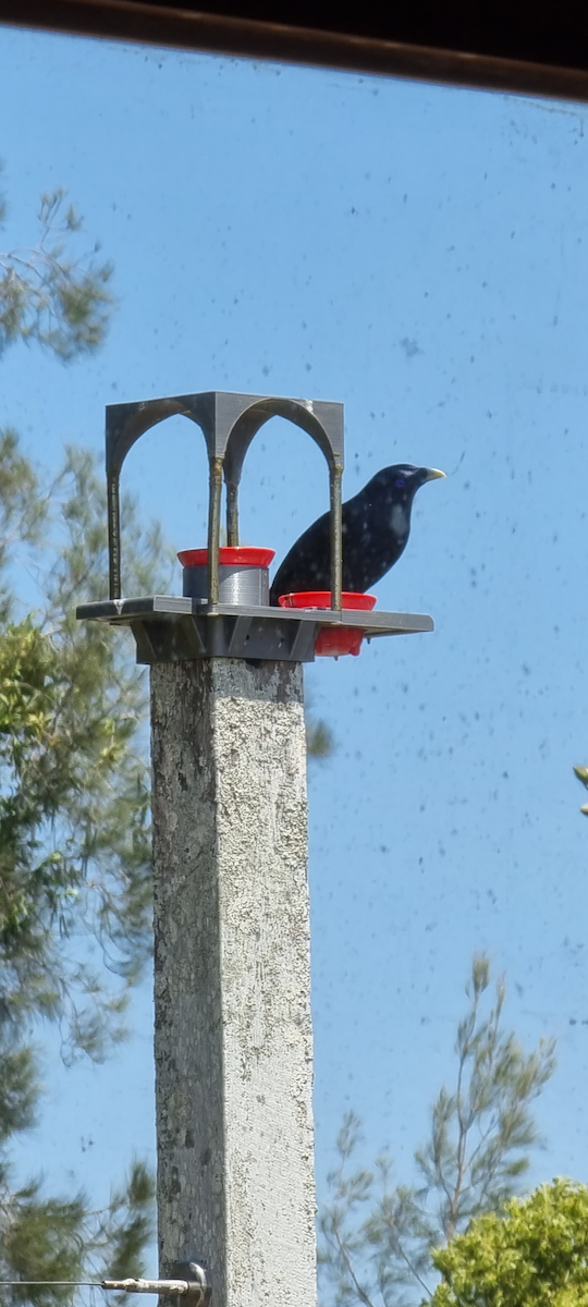 Satin Bowerbird - ML610217341