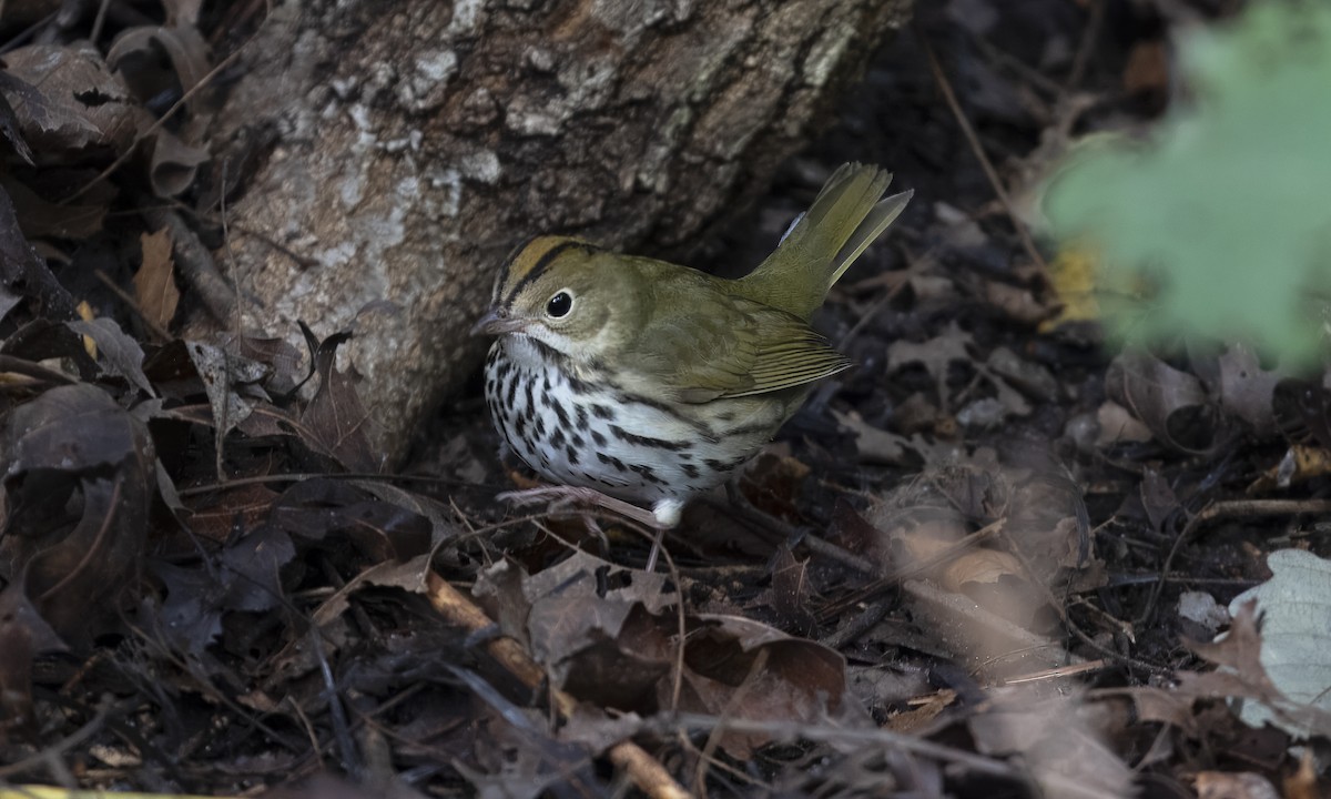 Ovenbird - Heather Wolf