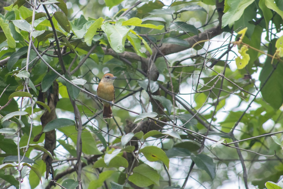 Planalto Slaty-Antshrike - Francisco Valdevino Bezerra Neto