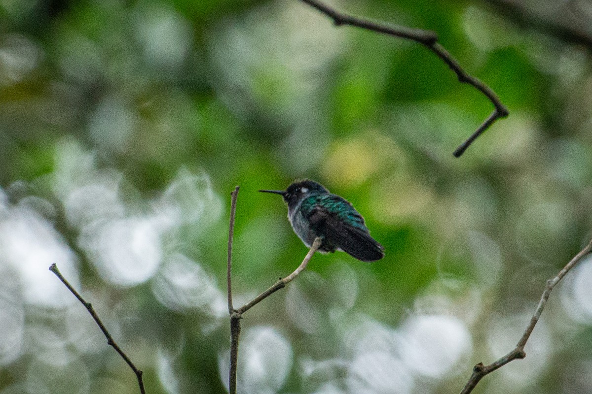 Violet-headed Hummingbird - Francisco Russo