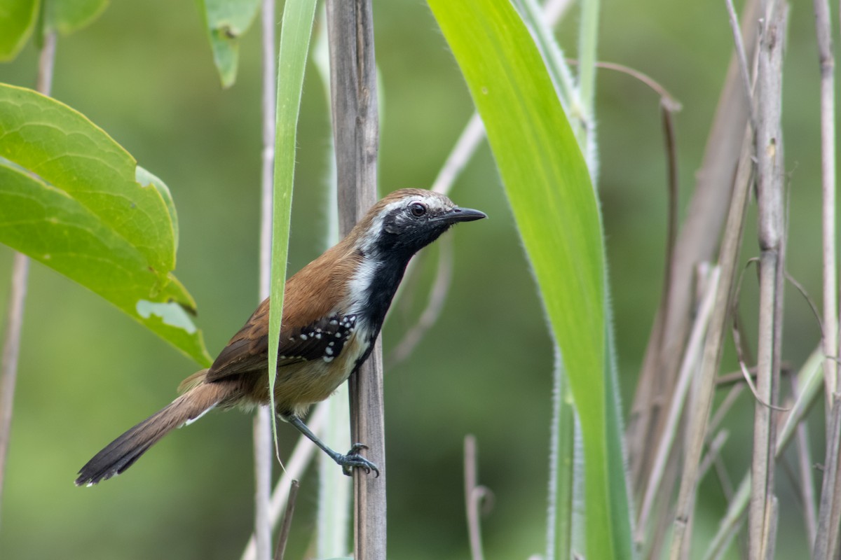 Rusty-backed Antwren - Francisco Valdevino Bezerra Neto