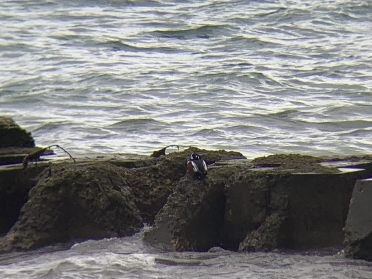 Harlequin Duck - ML610217540