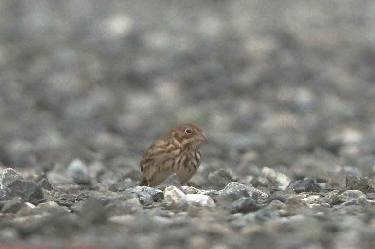 Vesper Sparrow - ML610217565